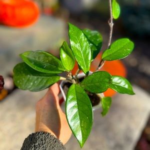 Hoya carnosa with ‘Splash’
